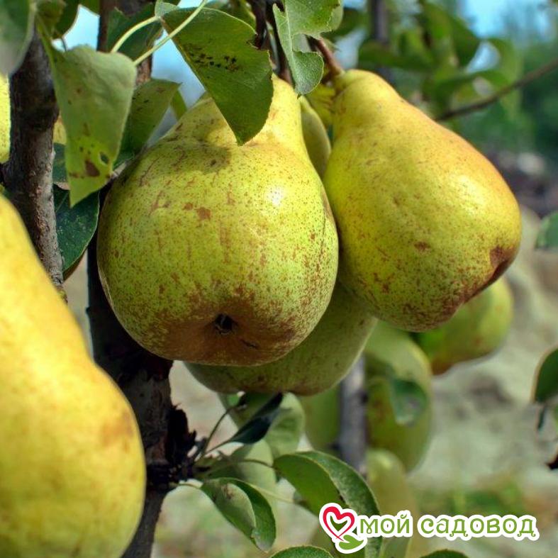 Груша Свердловчанка