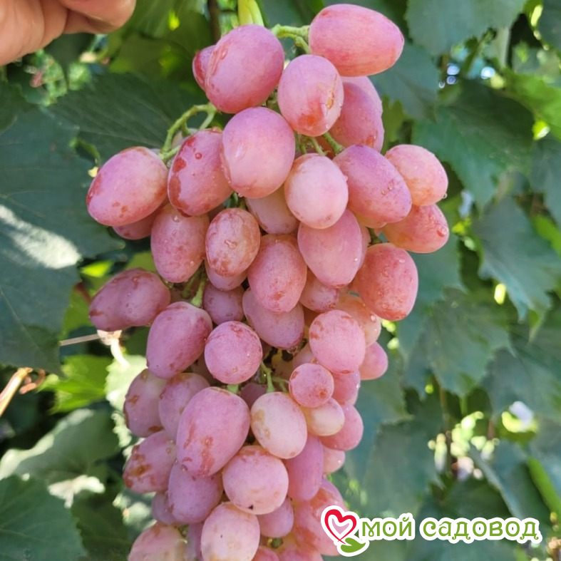 Виноград Лучистый