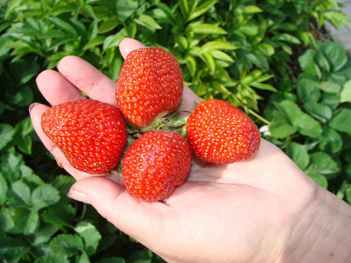 Клубника Талка