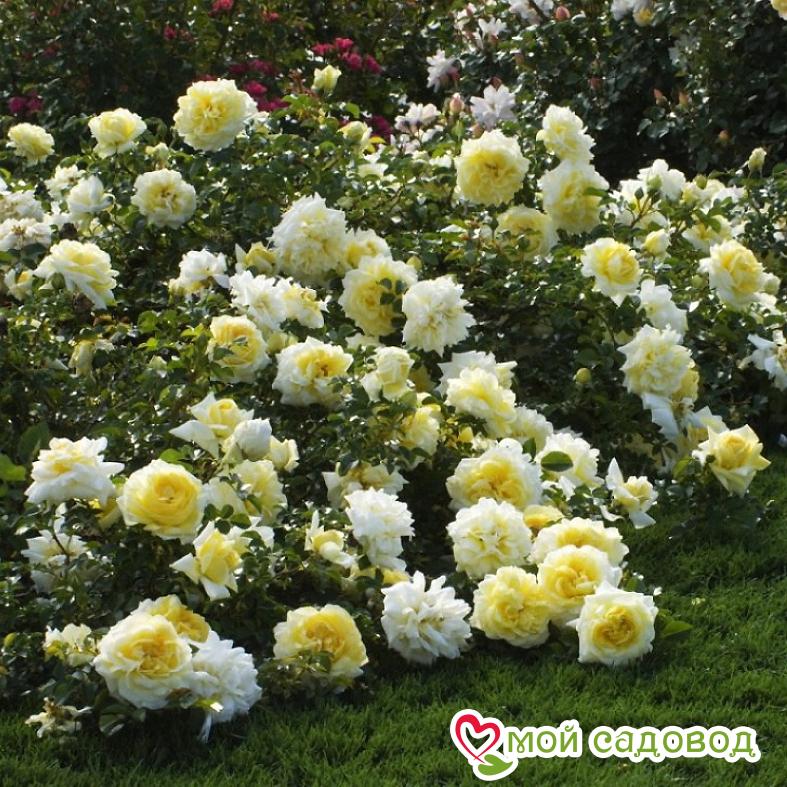 Роза Надя Мейдиланд