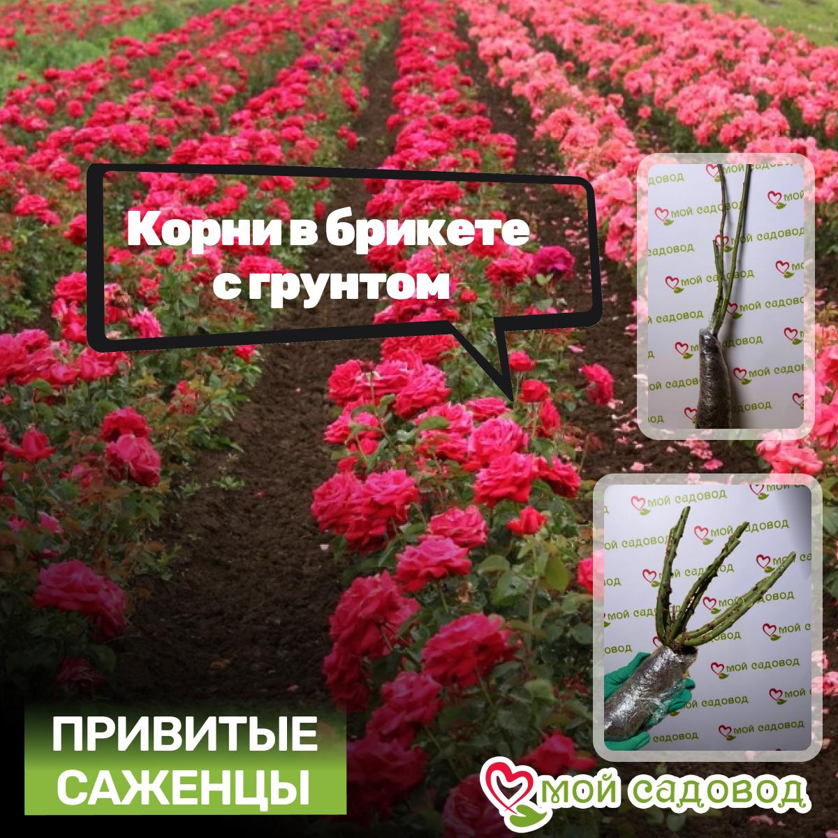 Роза Ти Клиппер