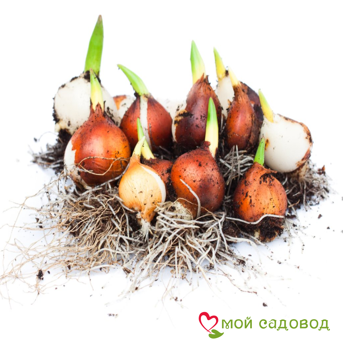 Тюльпан Ап Пинк