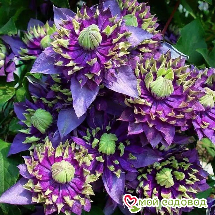 Клематис Тайга