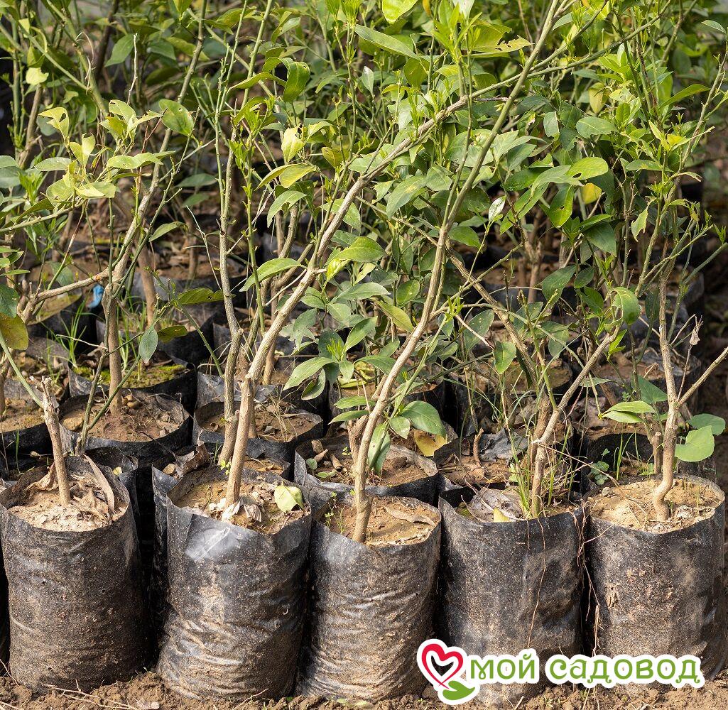 Алыча Ред Гранд