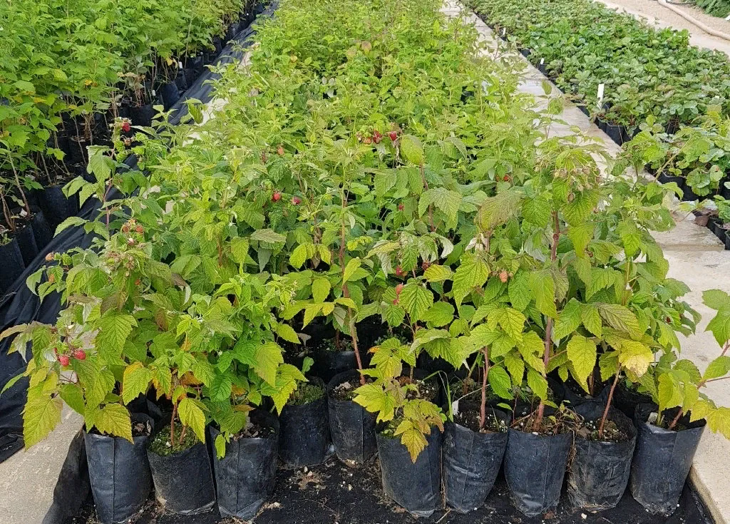 Малина Красное Сердце